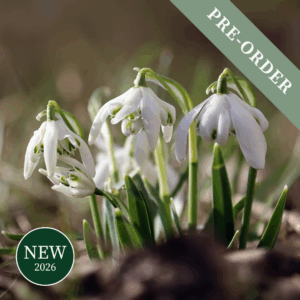 Snowdrop flowers