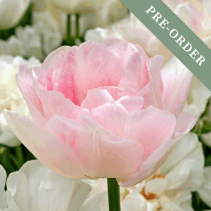 Tulip Angelique