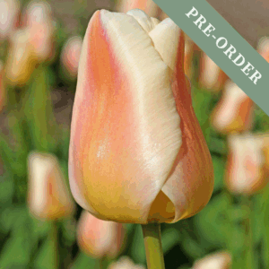 Tulip Apricot Pride