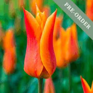 Tulip Ballerina