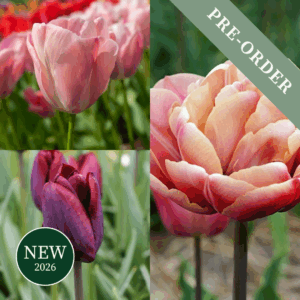 Tulip Belle Epoque Collection