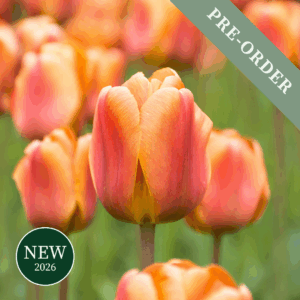 Tulip Brown Sugar
