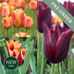 Tulip Burnt Sugar Collection