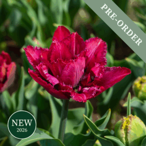 Tulip Cranberry Thistle