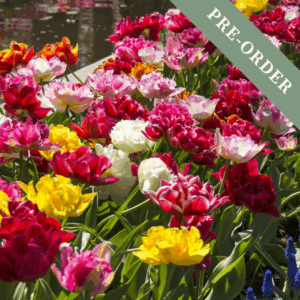 Tulip Double Late Mix