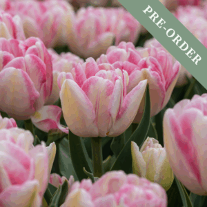 Tulip Foxtrot