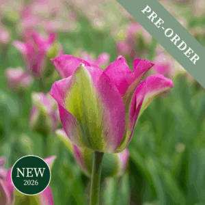 Tulip Green Love