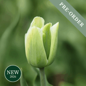 Tulip Green Spirit