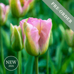 Tulip Groenland
