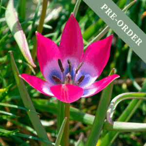 Tulip Hageri Little Beauty