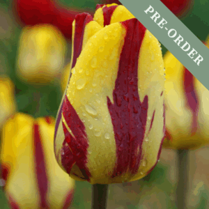 Tulip Helmar