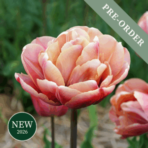 Tulip La Belle Epoque