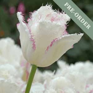 Tulip Lady Smile