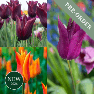 Tulip Lasting Love Mix (Lily-Flowered)