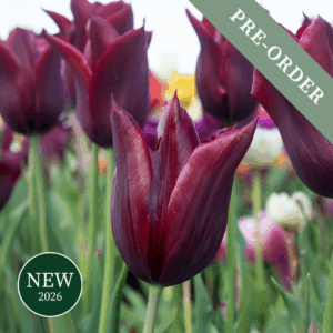 Tulip Lasting Love