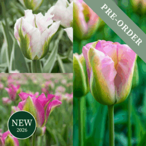 Tulip Long-Flowering Viridiflora Collection