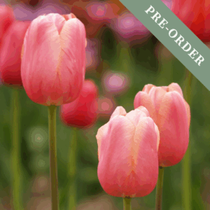Tulip Menton