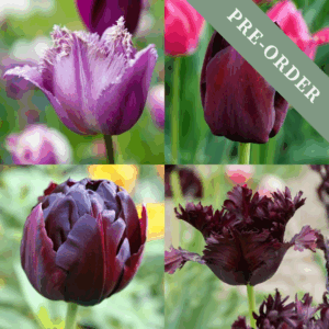 Tulip Midnight Garden Mix