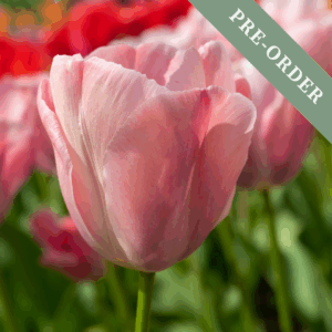 Tulip Mystic Van Ejk