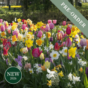 Tulip & Narcissi Long Lasting Happiness Blend
