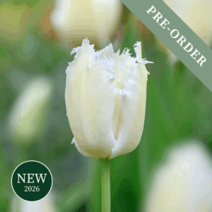 Tulip Noordeinde