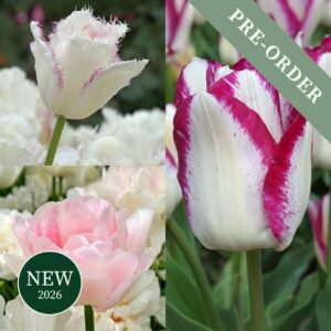 A beautiful selection of tulips in a range of pinks and whites blooming in the springtime