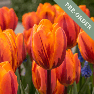 Tulip Prinses Irene