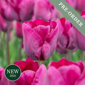 Tulip Purple Lady