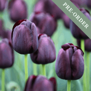 Tulip Queen of the Night