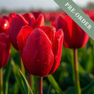 Tulip Red Impression