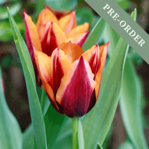 Tulip Slawa