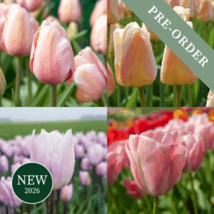 Tulip Sugar Plum Fairy Mix (Darwin Hybrid)