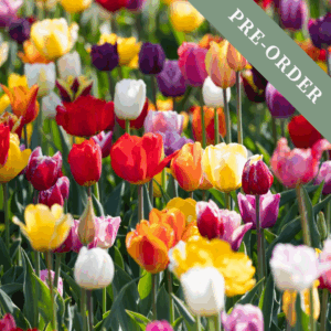 Tulip Triumph Mix