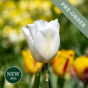 Tulip White Emperor