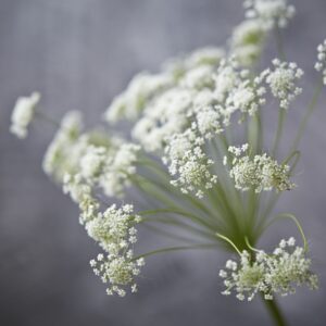 AMMI MAJUS