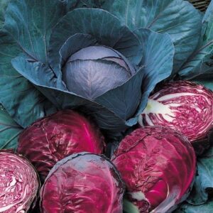 Cabbage Red Drumhead