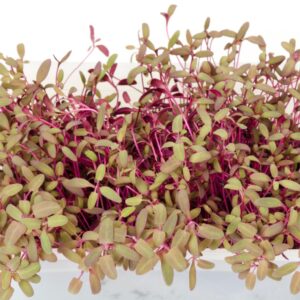 Sprouting Orach Scarlet Emperor