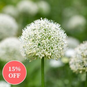 Allium Mount Everest