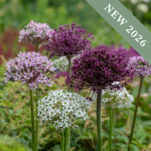 Allium Pink and White Shades Mix