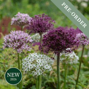 Allium Pink and White Shades Mix