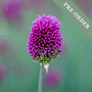 Allium Sphaerocephalon