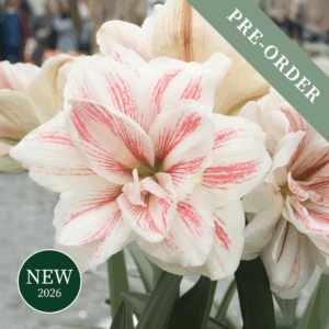 Amaryllis Aquaro