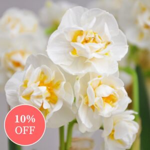 Daffodil (Narcissus) Cheerfulness