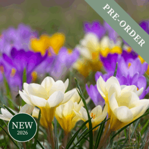 Crocus Botanical Mix