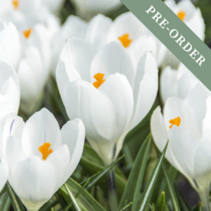 Crocus Jeanne D'Arc