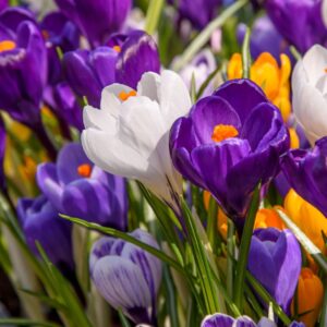 Crocus Large Flowering Mix