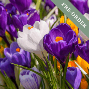 Crocus Large Flowering Mix