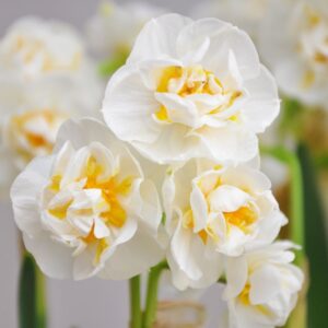 Daffodil (Narcissus) Cheerfulness