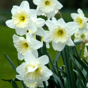 Daffodil (Narcissus) Ice Follies