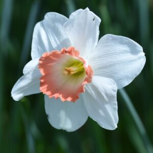 Daffodil (Narcissus) Pink Pride